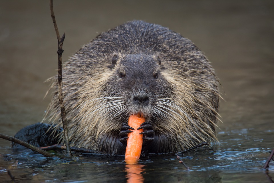 nutria itch