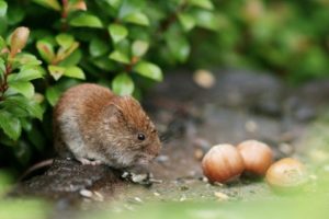 Voles creating holes in lawns! – Rodrepel Non hazardous non toxic