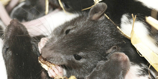 Officials blame rats for missing rubber stamps at Golamunda CDPO office 1