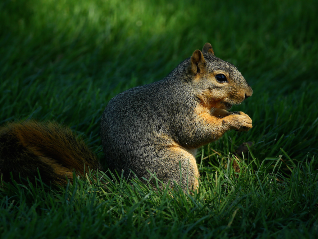 scheming squirrel