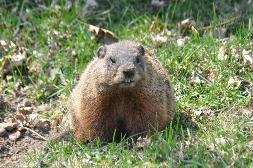 Groundhogs – the annoying pests!!! – Rodrepel Non hazardous non toxic ...