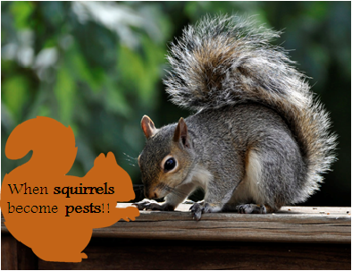 Despicable Squirrels!! – Rodrepel Non hazardous non toxic rodent and