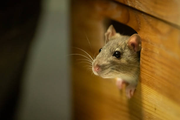 RAT NUISANCE IN HOTELS