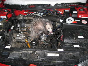 Are rodents eating your cars