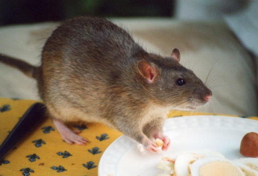 Combating rodent menace in your food business