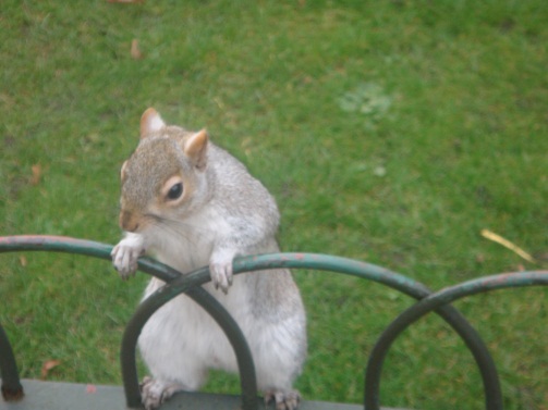 Despicable Squirrels!!