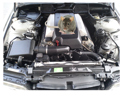 How to keep rodents out of cars