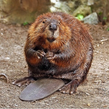 Notorious Beavers