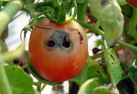 Pests threatening global food Security