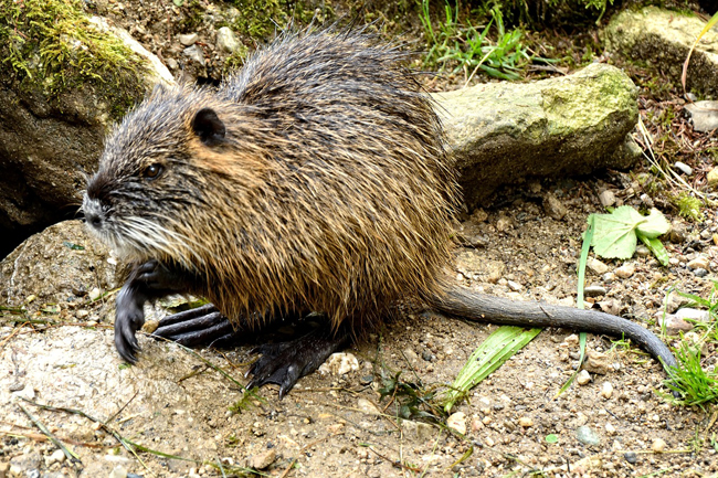 The Nutria Nuisance